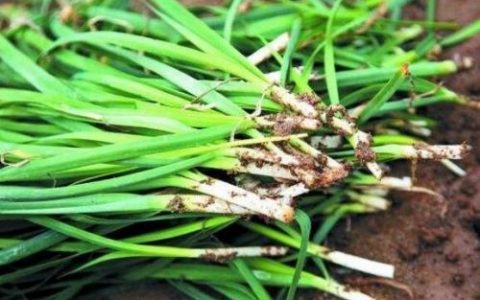 3个老韭菜的年终复盘：其中一人花10万美元买了7个教训，你也应该看看