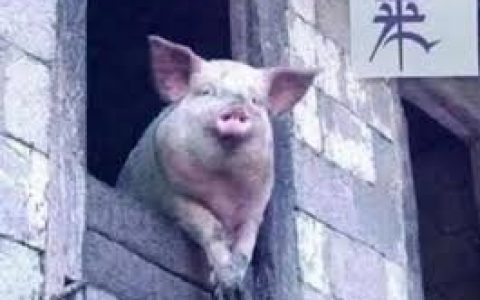 模式币，下一个被吹到风口上的“猪”？