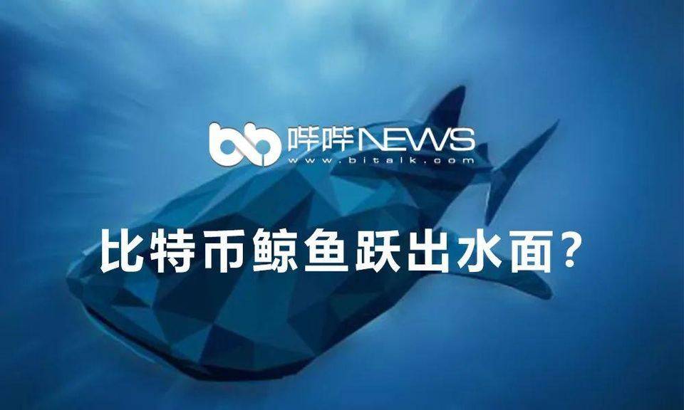 比特币鲸鱼跃出水面？